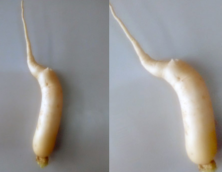 white-radish